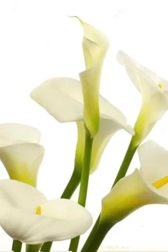 Foto di Damiano Zinna