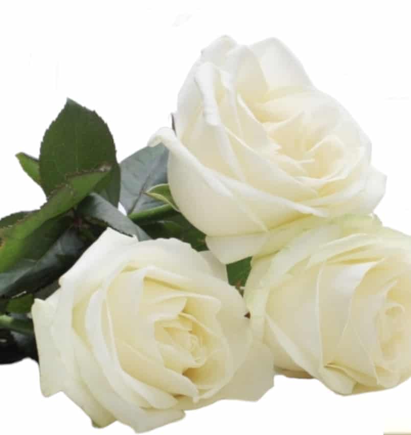 funerael di GUAZZONI EGLE FRANCESCA